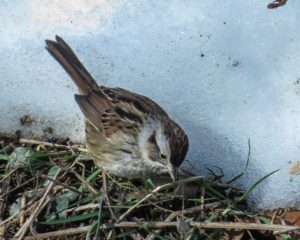 Swamp Sparrow foraging