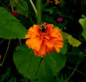 Meadow Bee August 9-2