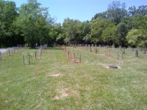 Buffer Stream Planting (day 1) at Horsepen Run