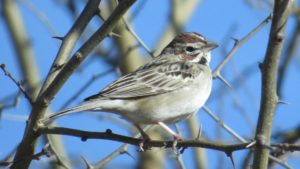 Lark Sparrow