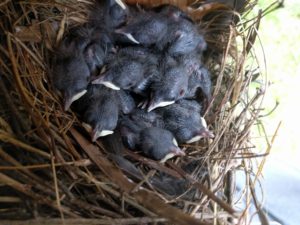 House Wren babies on a nest