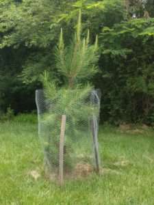 Loblolly Pine a year later