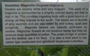 Sweetbay Magnolia sign