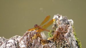 Eastern Amberwing