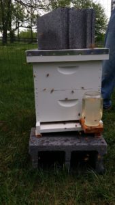 Bees in Hive with Feeder