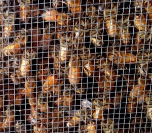 Honeybees in a "Package"