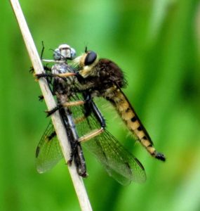 Red-footed Cannibalfly