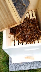 Releasing Bees into Hive