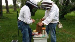 Opening Package of Bees