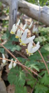 Dutchman's Breeches (Dicentra cucullaria) photo by Allison G