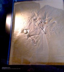 Archaeopteryx lithographica fossil