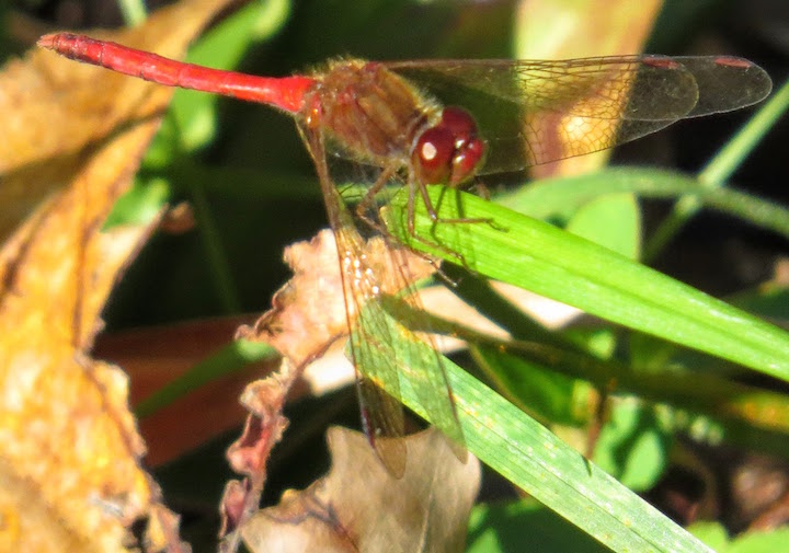 Autumn Meadowhawk