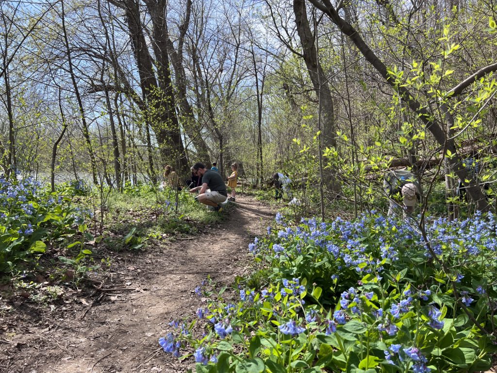 Volunteers removing invasive garlic mustard from along a bluebell trail at Balls Bluff Regional Park in Leesburg, VA.